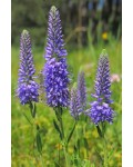 Вероніка колосиста (квіти сині) | Veronica spicata (blue flowers) | Вероника колосистая (цветы синие)